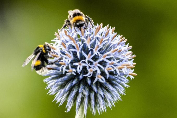 Die Erdhummel ist nur eine von vielen Bienenarten. - Foto: NABU/Kathy Büscher