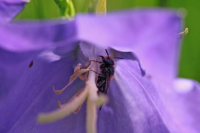 Männchen der Glockenblumen-Scherenbiene schlafend in der Blüte. - Foto: NABU/Sabine Holmgeirsson