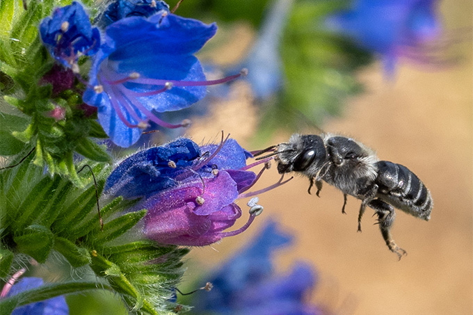 Wildbiene an Natternkopf - Foto: Ursula Goenner/NABU-naturgucker.de