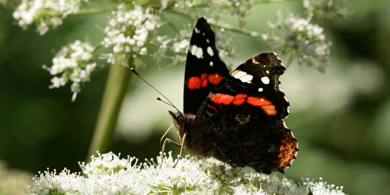 Viele Schmetterlingsarten sind auf bestimmte Pflanzen spezialisiert und angewiesen. - Foto: B. Etspüler