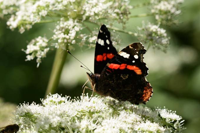 Viele Schmetterlingsarten sind auf bestimmte Pflanzen angewiesen. - Foto: B. Etspüler