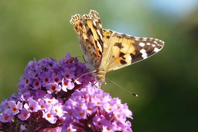 Wer gerne mehr Schmetterlinge, wie zum Beispiel den Distelfalter, in seinem Garten haben möchte, braucht nur die richtigen Pflanzen. - Foto: Martin Klatt