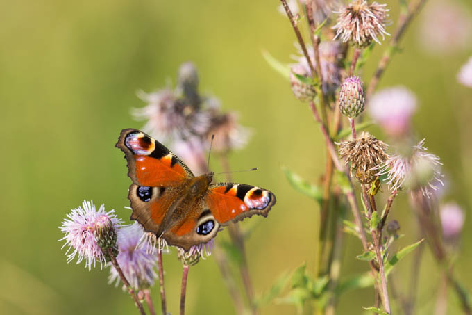 In wilden Gartenecken tummeln sich Schmetterlinge wie dieses Tagpfauenauge. - Foto: Klemens Karkow 
