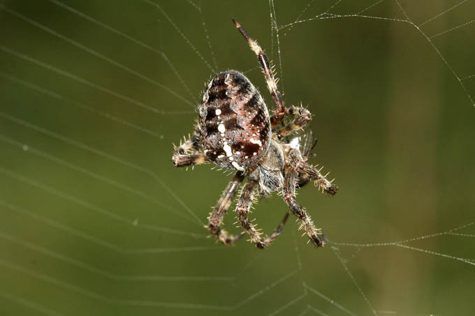 Die Gartenkreuzspinne braucht ungefähr zwanzig Meter Spinnenfaden um ein Netz zu bauen. - Foto: NABU