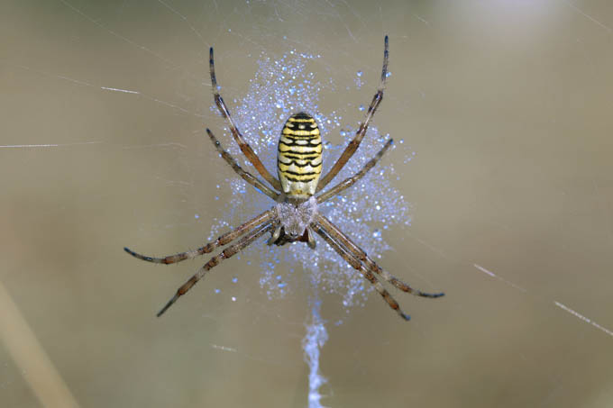 Bei den Wespenspinnen sind die Weibchen (s. Bild) deutlich größer als die Männchen. - Foto: Franz Mertens