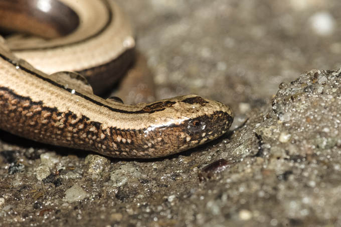 Blindschleichen sind eines der am häufigsten vorkommenden Reptilien in Deutschland. - Foto: W. Postler