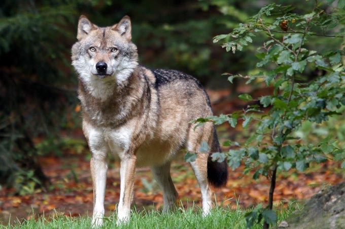 Wolf im Wald - Foto: NABU/Karl-Heinz Kuhn 