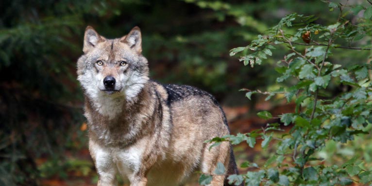 Wolf im Wald. - Foto: NABU/Karl-Heinz Kuhn