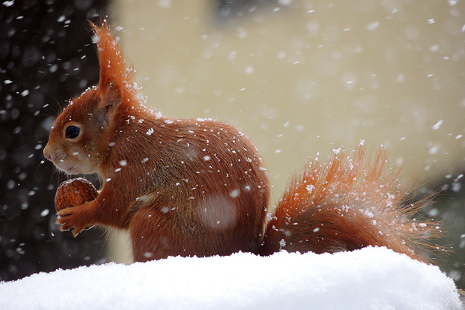 Eichhörnchen im Schnee - Foto: Martina Kamann/NABU-naturgucker.de