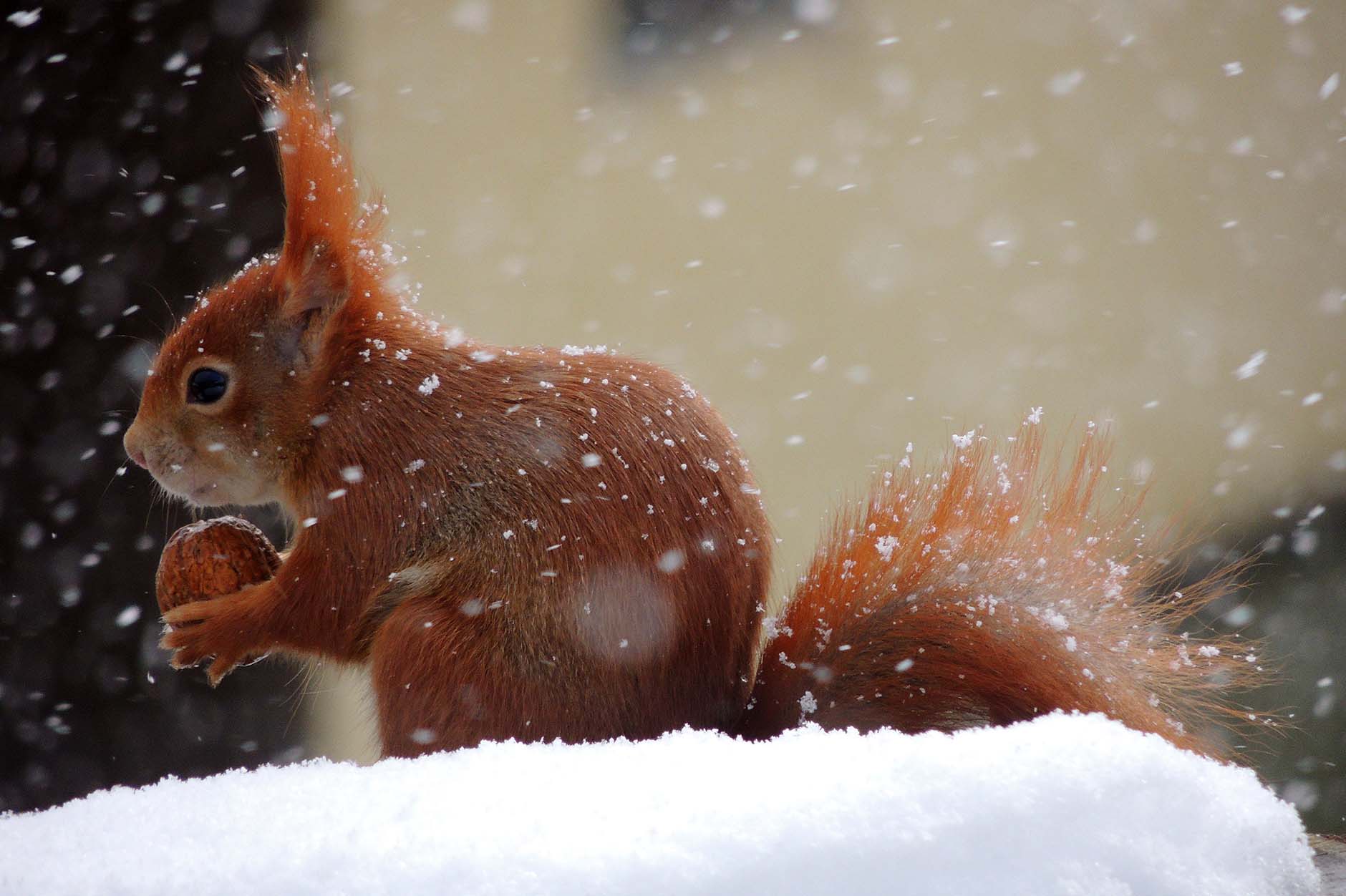 Eichhörnchen im Schnee - Foto: Martina Kamann/NABU-naturgucker.de
