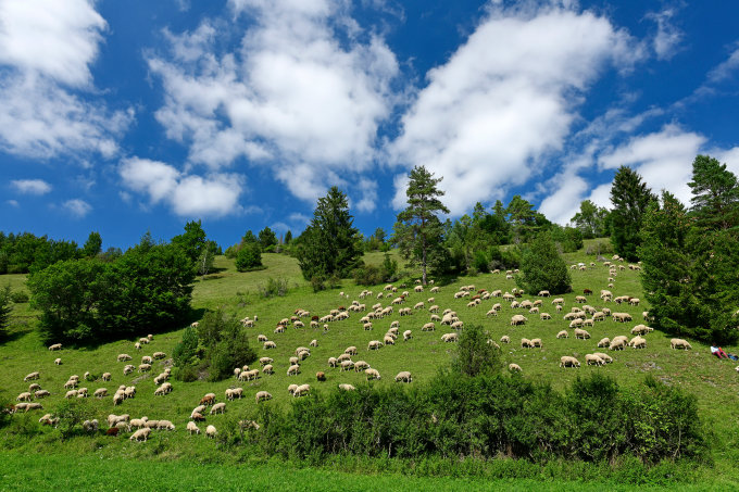Schafe sind wichtige Naturschützer. - Foto: NABU/Benny Trapp