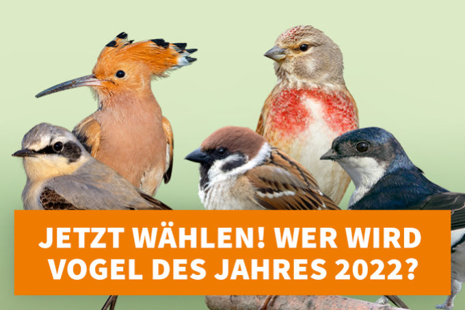 Wahl zum Vogel des Jahres 2022 - Foto: F. Derer/M. Schäf