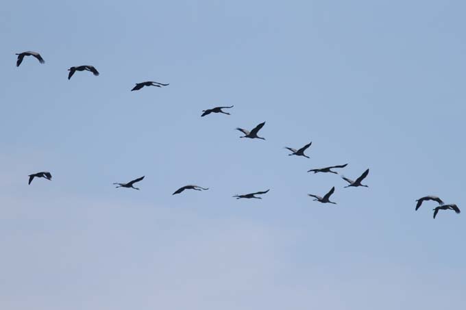 Kraniche bilden am Himmel eine typische V-Formation, bei der meist erfahrene Elterntiere voran fliegen. - Foto: Carsten Schwarz