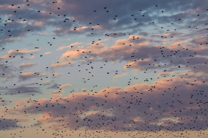 Vogelzug - Foto: Gerold Vitzthum