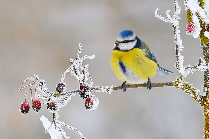 Blaumeise im Winter - Foto: NABU/Josef Graf