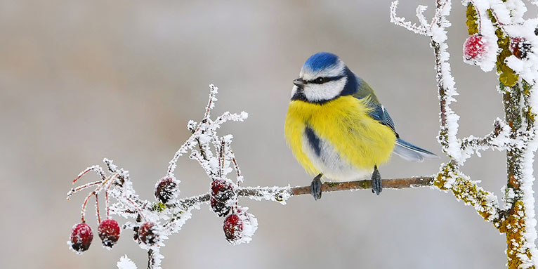 Blaumeise im Winter - Foto: NABU/Josef Graf