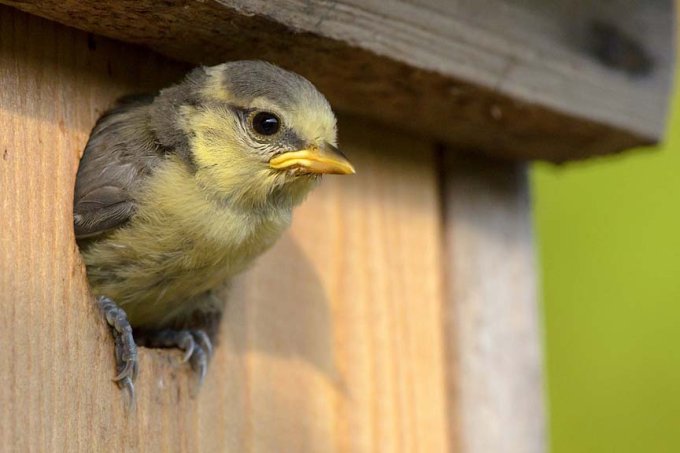 Tipps zu Nistkästen und vogelfreundlichen Gärten