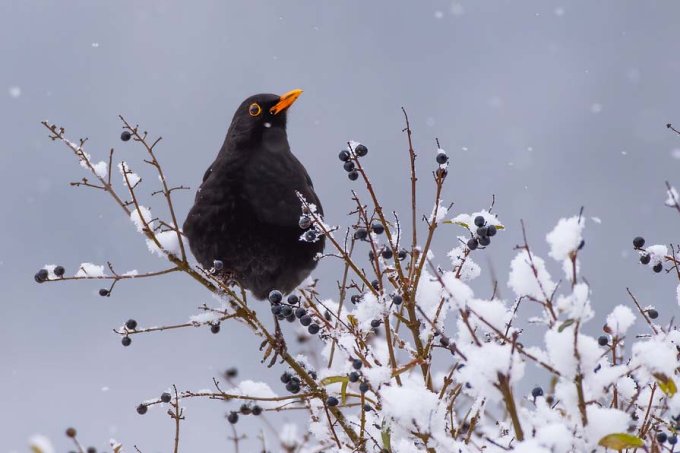 Sehr gute Beteiligung an der "Stunde der Wintervögel" im Südwesten 