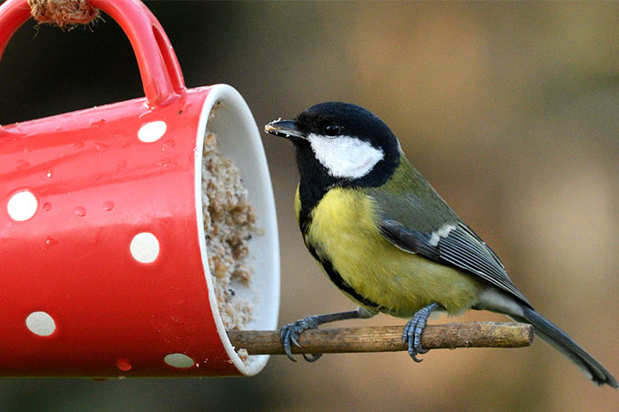 Eine Tasse mit Vorgelfutter schenkt tolle Naturmomente und den Vögeln Unterstützung in der kalten Jahreszeit. - Foto: Jutta Trentz/www.naturgucker.de