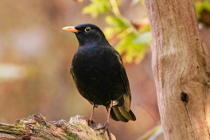 Amsel - Foto: NABU/Winfried Rusch