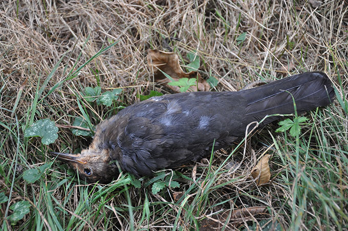 Mit dem Usutu-Virus infizierte Amsel - Foto: NABU/Stefan Bosch