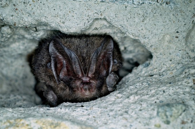 Die Mopsfledermaus verbringt ihren Winterschlaf in Höhlen, Kellern und alten Bunkeranlagen.  Foto: Markus Melber