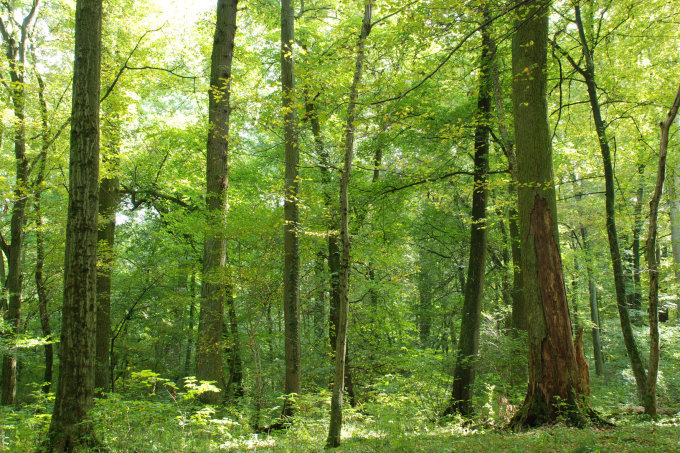 Strukturreiche Mischwälder sind optimale Lebensräume für die Mopsfledermaus. Foto: Markus Dietz