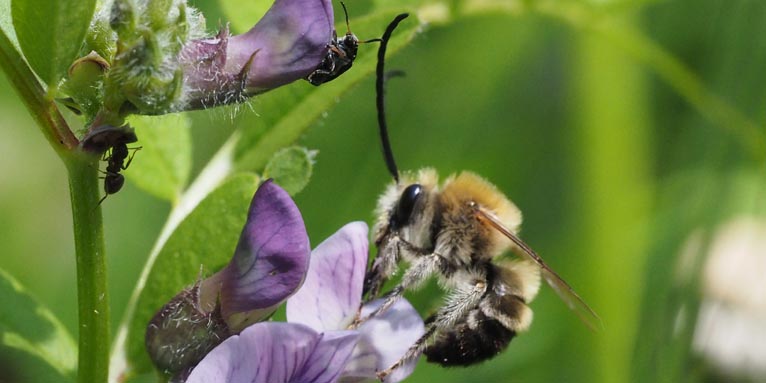 Die Mai-Langhornbiene ist Wildbiene des Jahres 2021 - Foto: Felix Fornoff