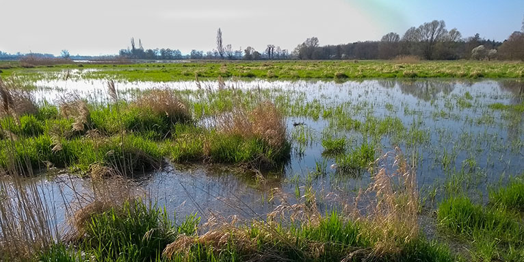 Flachgewässer in der Saalbachniederung - Foto: NABU Hambrücken