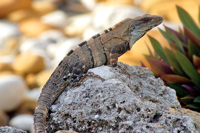 Iguano auf der Isla Mujeres, Cancun - Foto: Marco Lutz