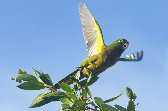 Papagai auf der Isla Mujeres, Cancun - Foto: Marco Lutz