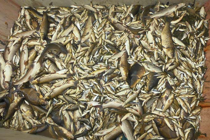 Tote Fische nach dem Jagstunglück - Foto: NABU/Bruno Fischer