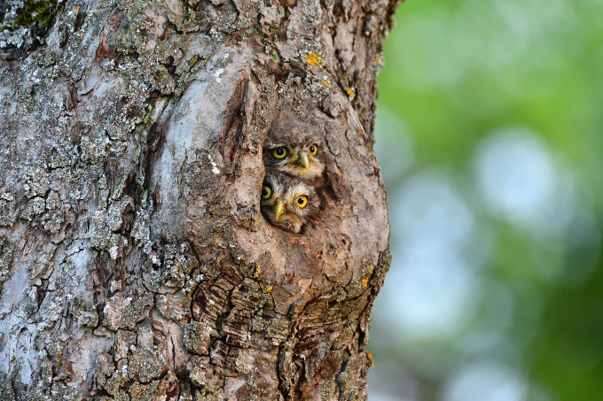 Tiere wie der Steinkauz leben in Streuobstbäumen. Foto: NABU/CEWE/Erich Tomschi