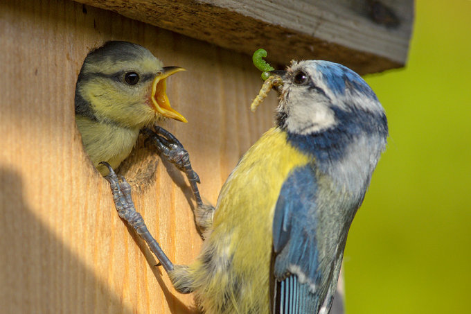 Der NABU informiert, welche Nistkästen für welche Vogelart geeignet sind. Foto: NABU/Rita Priemer