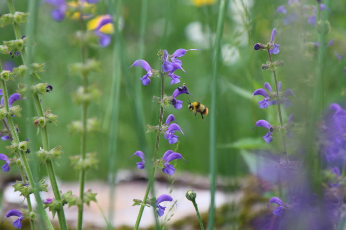 Wildbienen und Hummeln finden Nahrung an heimischen Wildpflanzen. Foto: NABU/A. Marquardt