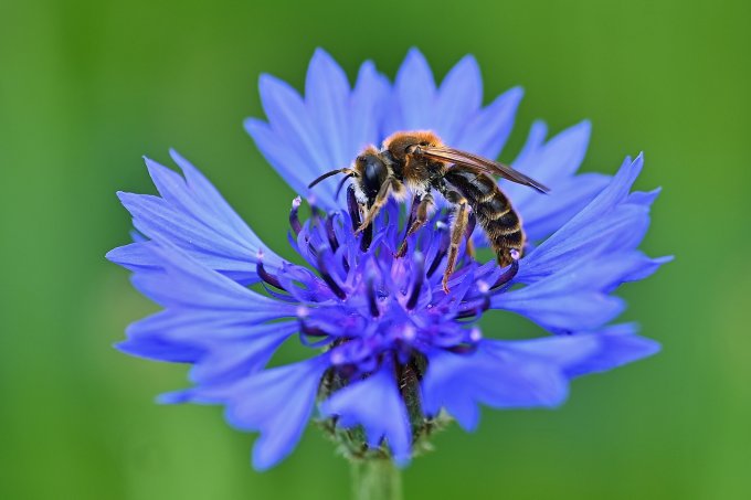 Wildbienen profitieren von einer vielfältigen Agrarlandschaft. Foto: NABU/P. Brixius 