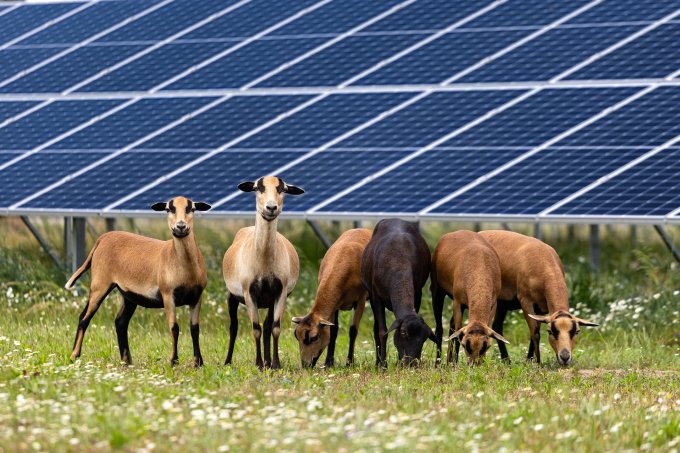 Der NABU berät Planer und Ehrenamtliche, wie Solarparks mit Wildpflanzen und Beweidung zu Biotopen werden. Foto: István/stock.adobe.com