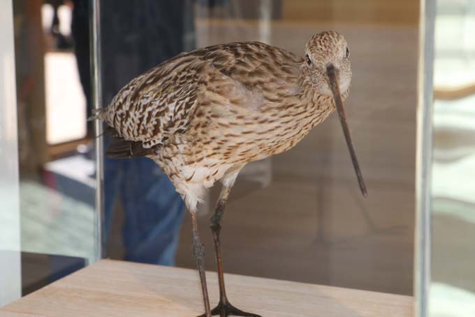 Der Große Brachvogel begleitet die Besucherinnen und Besucher durch die Ausstellung. - Foto: NABU/Hannes Schweikardt