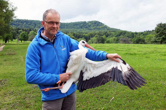 Flügel verheilt: NABU-Vogelschutzexperte Daniel Schmidt-Rothmund kann seinen Storchenpflegling in die Freiheit entlassen. - Foto: Kathrin Baumann