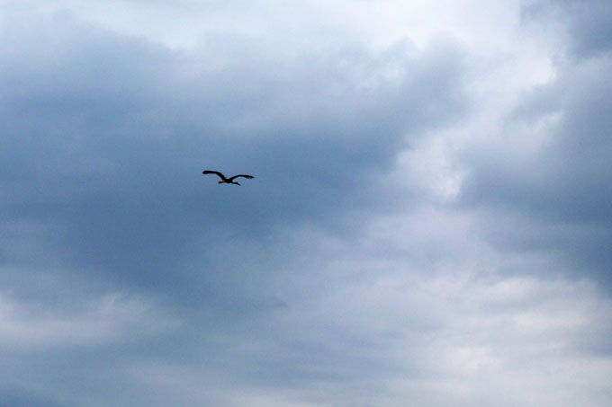 Der Storch macht sich auf gen Süden. - Foto: M. Wegner