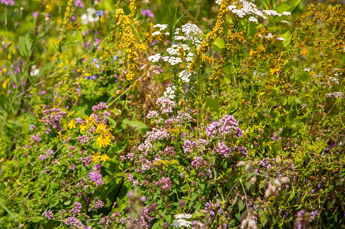 So sieht unsere Wildblumenwiese im dritten Jahr aus. – Foto: NABU BW/Film-Webfabrik