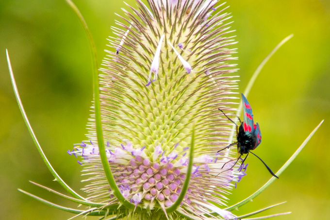 Eine Wildblumenwiese bietet Nahrung und Unterkunft für viele verschiedene Arten. – Foto: NABU BW/Film-Webfabrik