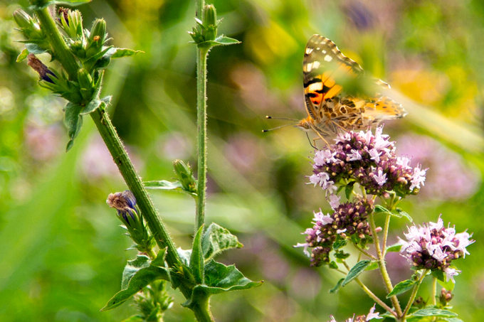 Schmetterlinge finden auf einer Artenreichen Wiese Futter und Lebensraum. – Foto: NABU BW/Film-Webfabrik