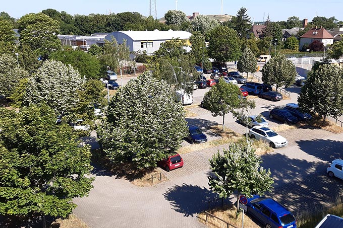 Bäume verbessern das Mikroklima in der Stadt. - Foto: NABU/Anke Heidemüller