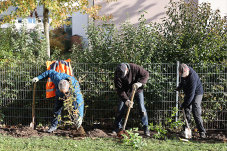 Eine Hecke im Garten des Seniorenzentrums Goldscheuer wird gepflanzt.