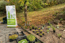 Auch in Plochingen wurde Ende Oktober gepflanzt.