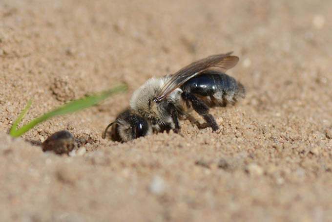 Wie viele ihrer Artgenossen nistet die Grauschwarze Weiden-Sandbiene im Boden - Foto: ©Rolf Jantz/naturgucker.de