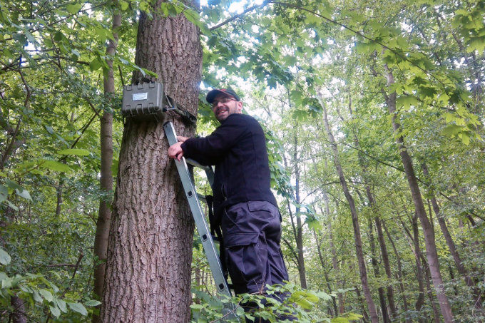 Das Aufnahmegerät wird im Wald aufgehängt, um Mopsfledermäuse aufzuspüren. - Foto: STIFTUNG Fledermaus