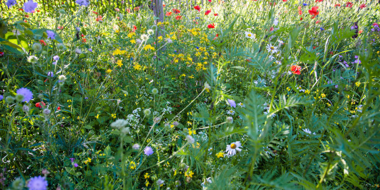 Blühende Wildblumenwiese im zweiten Jahr - Foto: film-webfabrik