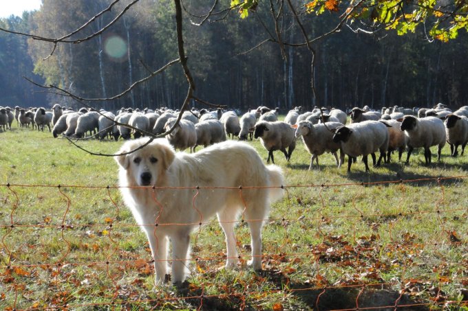 Herdenschutzhund und Elektrozaun vor Schafherde (Foto: Michael Glock)